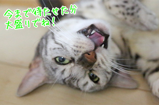 シルバーベンガル猫