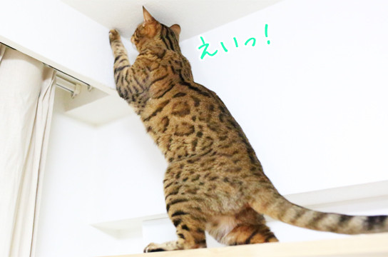 ベンガル猫