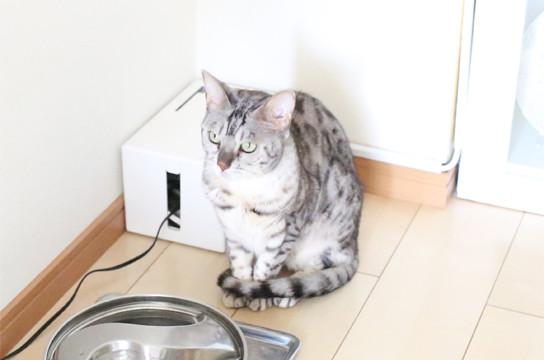 シルバーベンガル猫