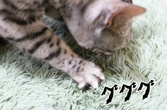 シルバーベンガル猫
