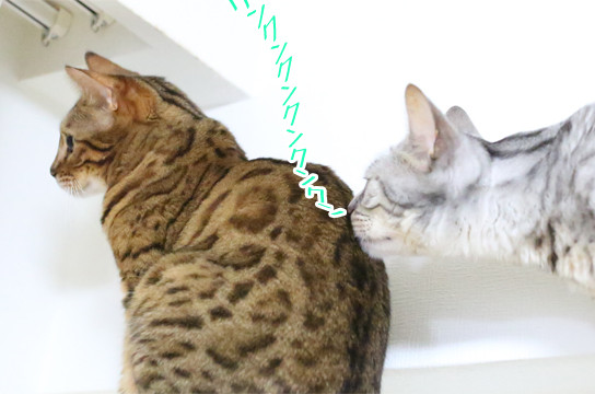 シルバーベンガル猫