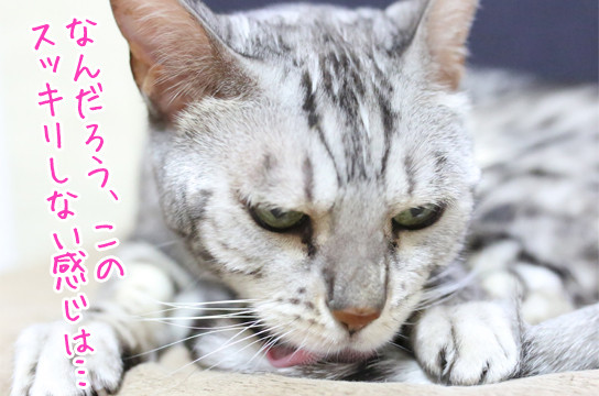 シルバーベンガル猫