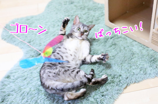 シルバーベンガル猫