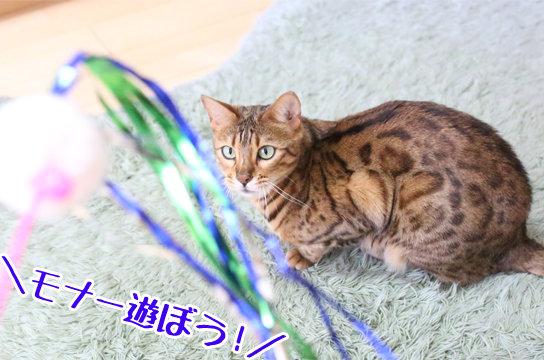 ベンガル猫