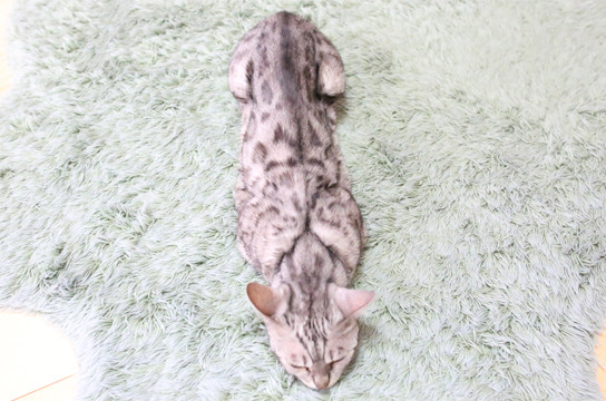 シルバーベンガル猫