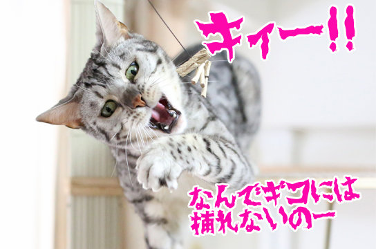 シルバーベンガル猫