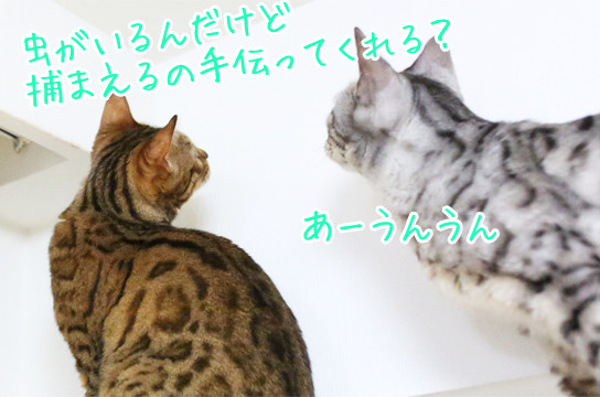 ベンガル猫