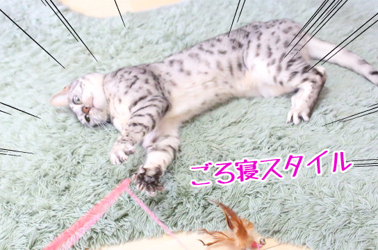 シルバーベンガル猫