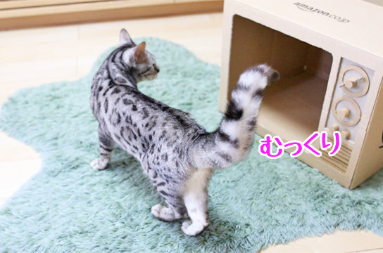 シルバーベンガル猫