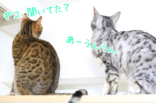 ベンガル猫