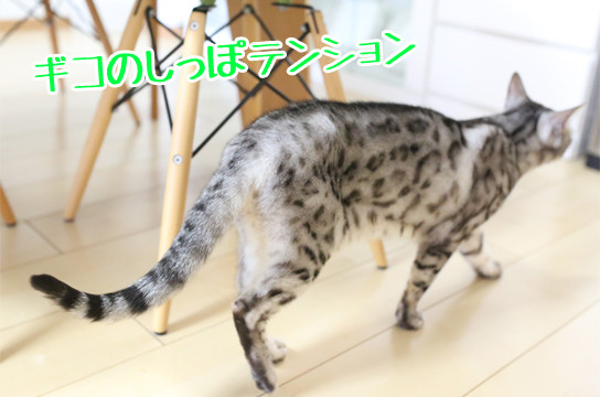 シルバーベンガル猫
