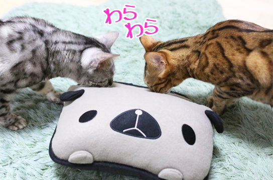 シルバーベンガル猫