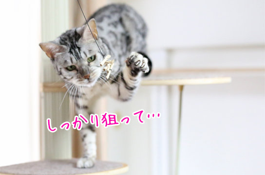 シルバーベンガル猫