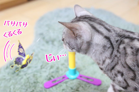 シルバーベンガル猫