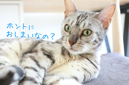 シルバーベンガル猫