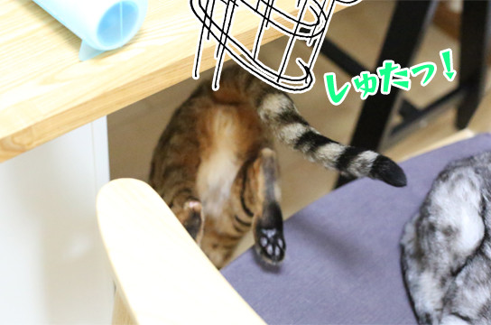 ベンガル猫