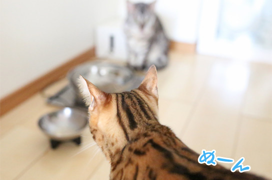 シルバーベンガル猫