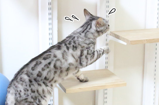 シルバーベンガル猫