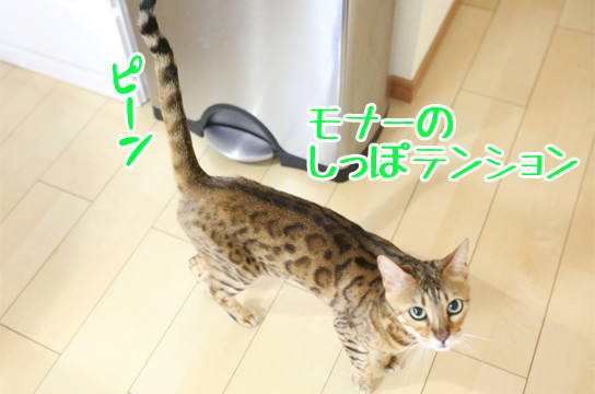 ベンガル猫