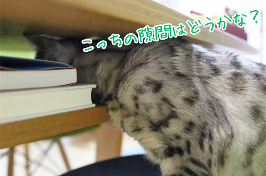 シルバーベンガル猫