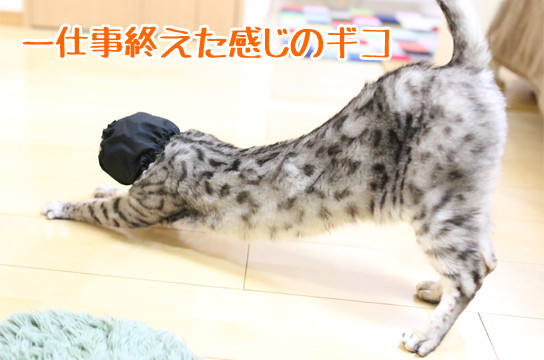 シルバーベンガル猫