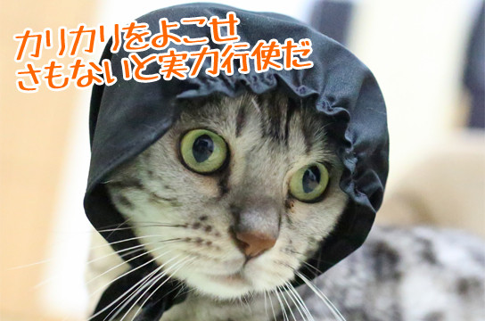 シルバーベンガル猫