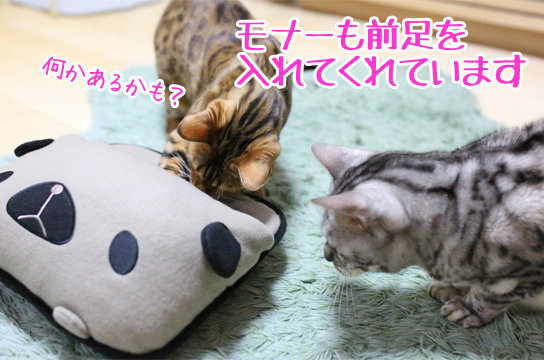 シルバーベンガル猫
