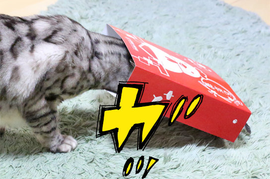 シルバーベンガル猫