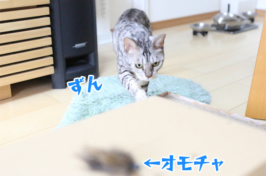 シルバーベンガル猫