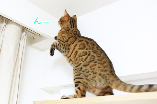 ベンガル猫