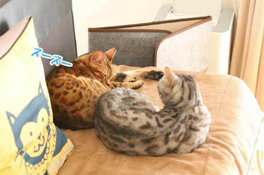 シルバーベンガル猫