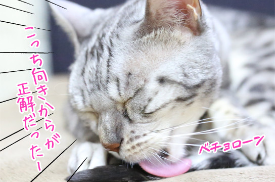 シルバーベンガル猫