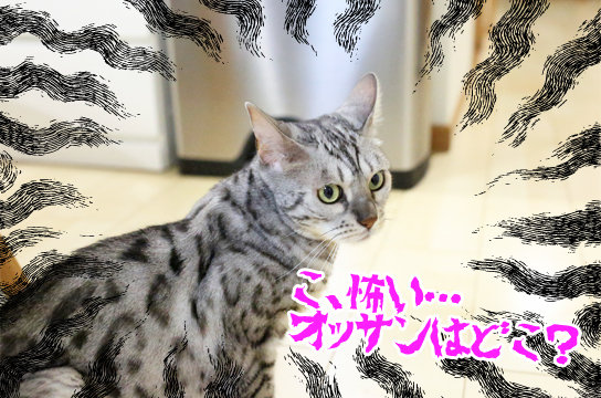 シルバーベンガル猫