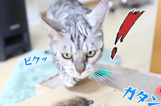 シルバーベンガル猫
