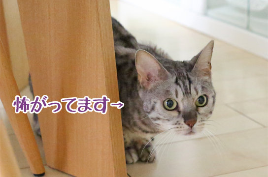 シルバーベンガル猫