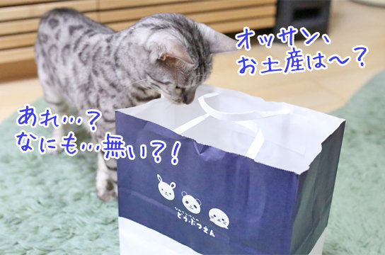 シルバーベンガル猫