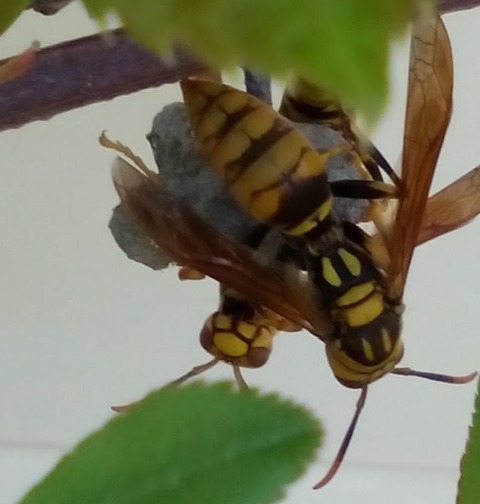 アシナガバチ2