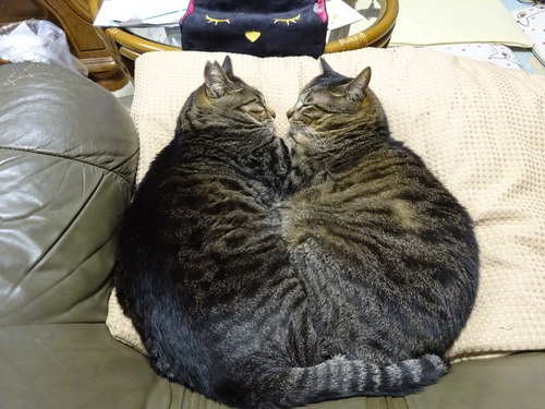 ニャか良し寝