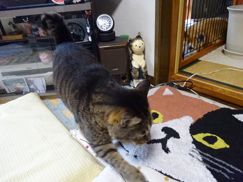 こっち向いてる