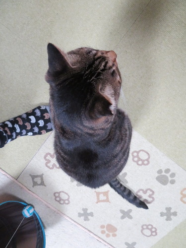 起きて来て
