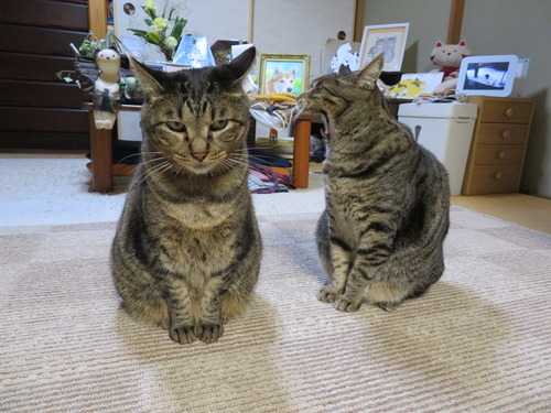 ふぁ〜