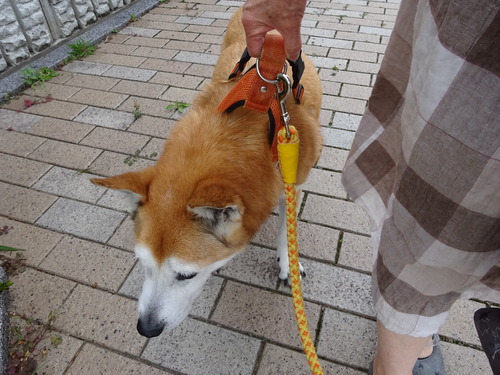 ハーネスを補助