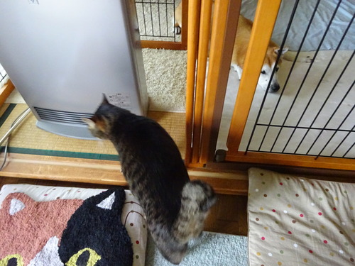 僕がお見送り