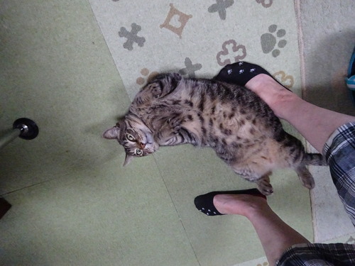ゴロン