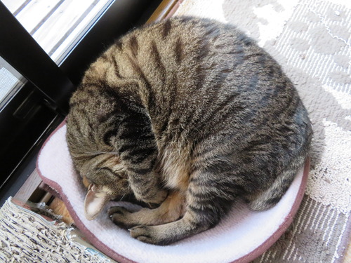 たくみ