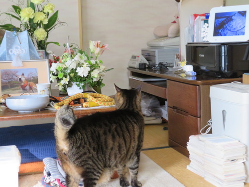 たくみも