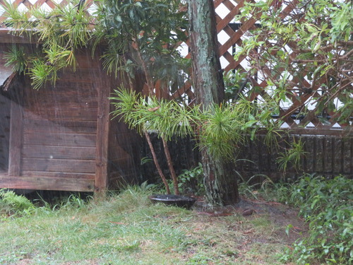 雷雨