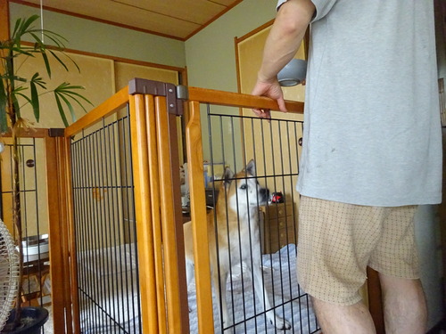 期待