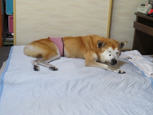 ネムネム