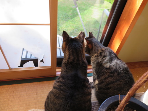 開けてあげると